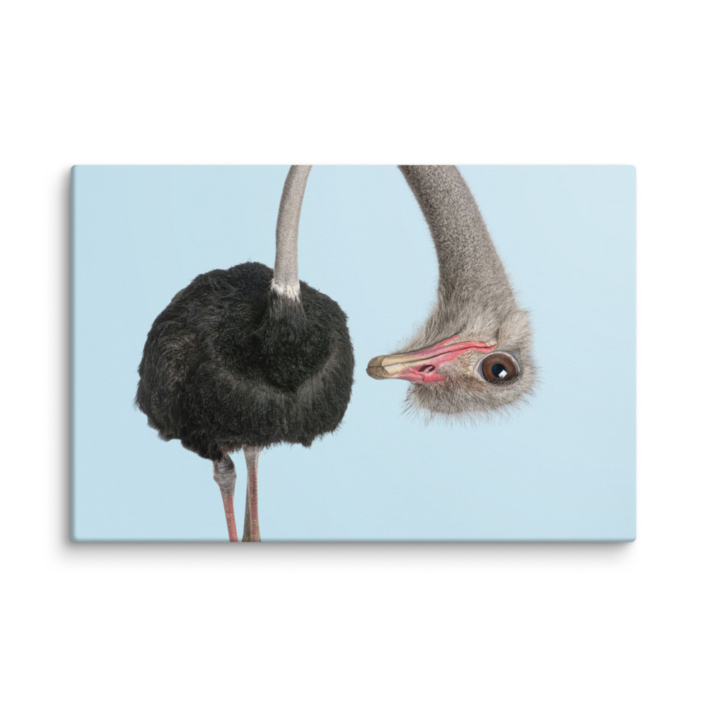 A Playful Ostrich Peek - Canvas Wall Art